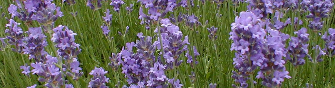 Lavendel